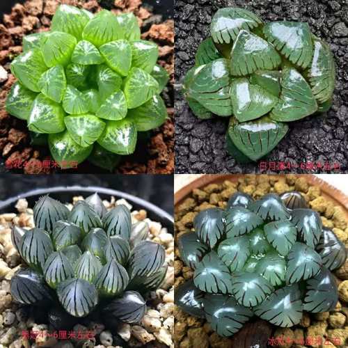 玉露姬玉露花下居日月潭