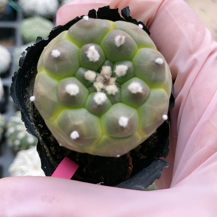 黄体龟甲实生,鲜花速递/花卉仿真/绿植园艺,多肉植物,淘宝优惠券,粉丝福利购,淘宝优惠卷