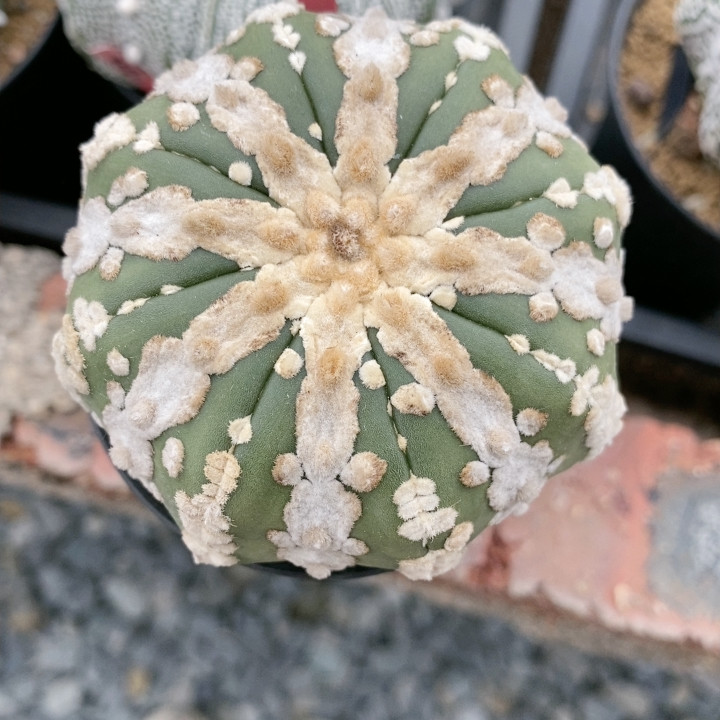 微瑕,鲜花速递/花卉仿真/绿植园艺,多肉植物,淘宝优惠券,粉丝福利购,淘宝优惠卷