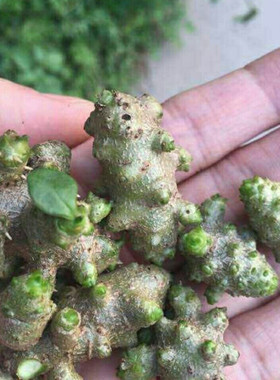 云南藤三七植物苗盆栽三七种苗种子根茎庭院阳台爬藤绿植四季