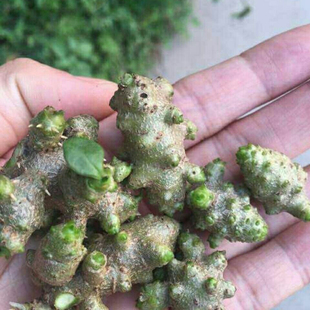 云南野生藤三七植物苗盆栽三七种苗种子根茎庭院阳台爬藤绿植四季