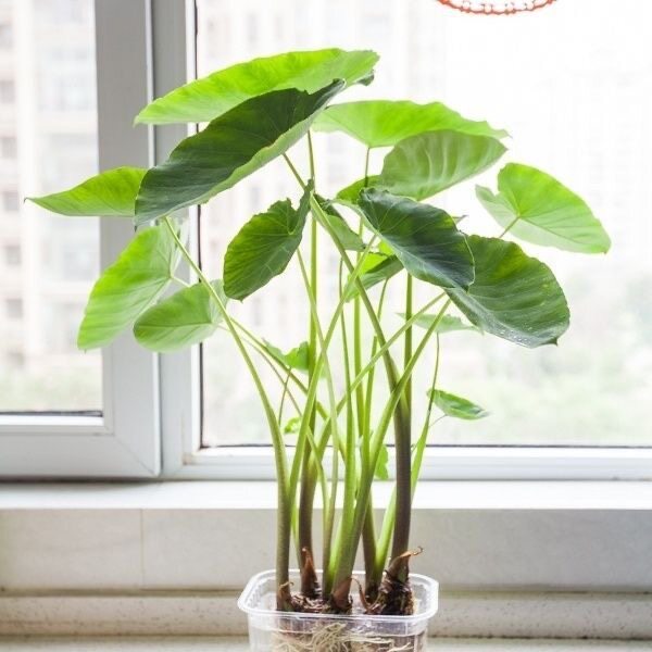 新中式水培芋头懒人盆栽户外绿植水培绿植