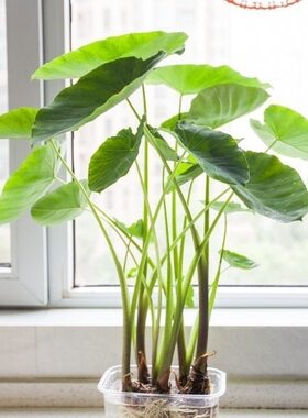 新中式水培芋头懒人盆栽户外绿植鱼池水净化四季常青植物沼泽养龟