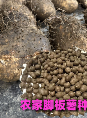 农家自种白薯山药大脚板薯白心薯类种子正宗山药苗当季蔬菜种子