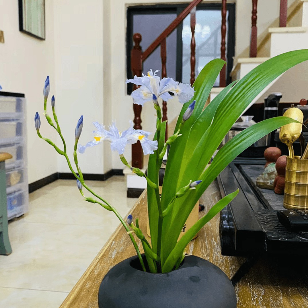 四季扁竹兰正宗法国鸢尾花束根可入药食室外庭院地栽插花盆景造型