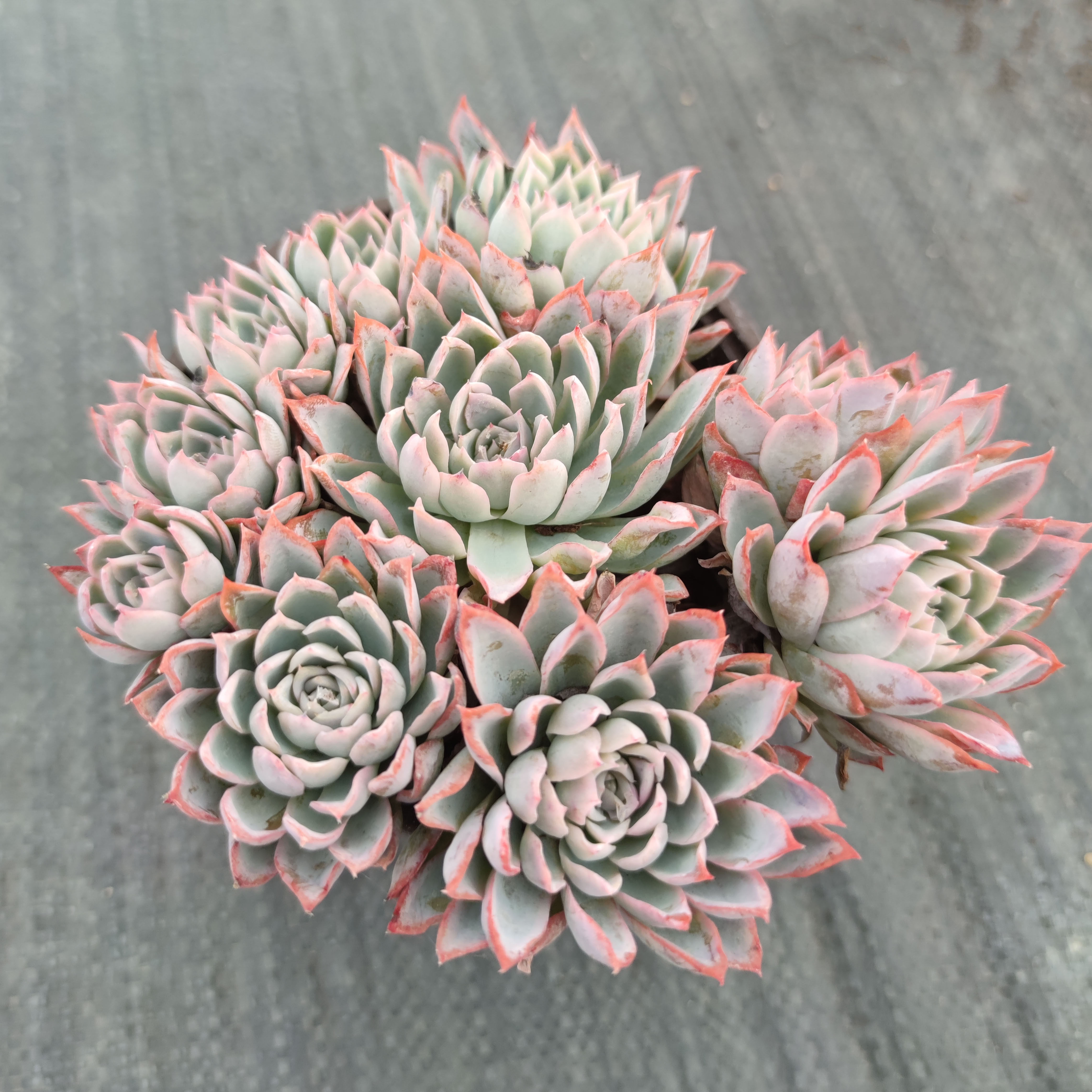 紫罗兰女王玫瑰多肉植物群生老桩趣味裸根带土盆栽庭院景天科阳台