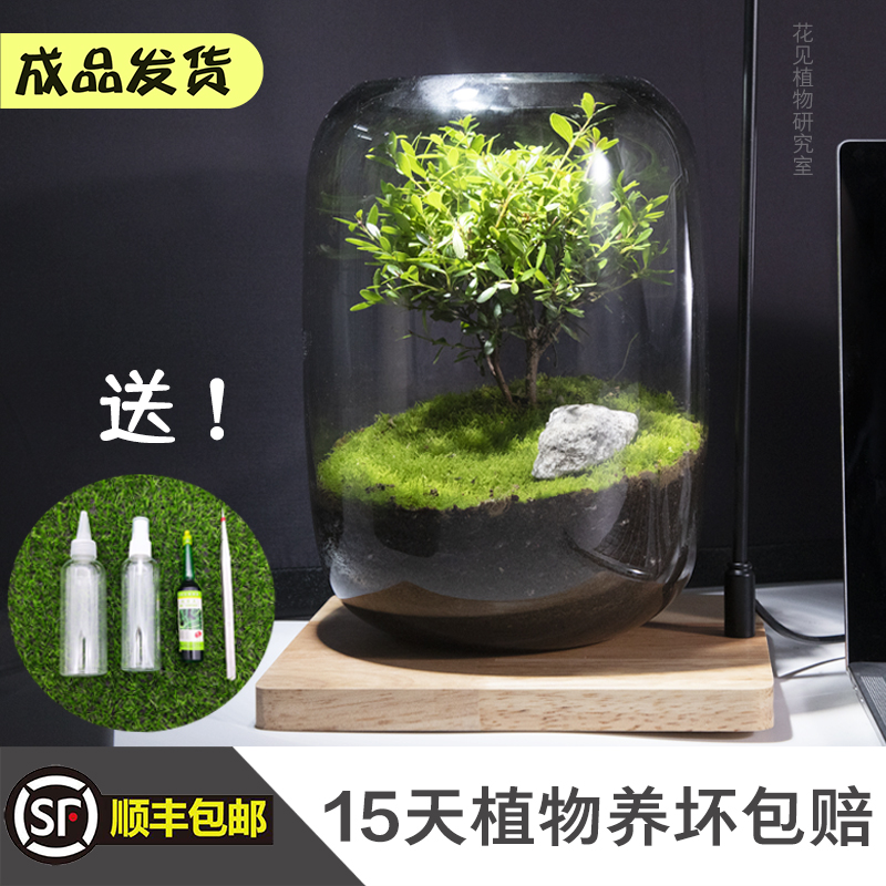 【生命之树微景观】桌面盆景盆栽