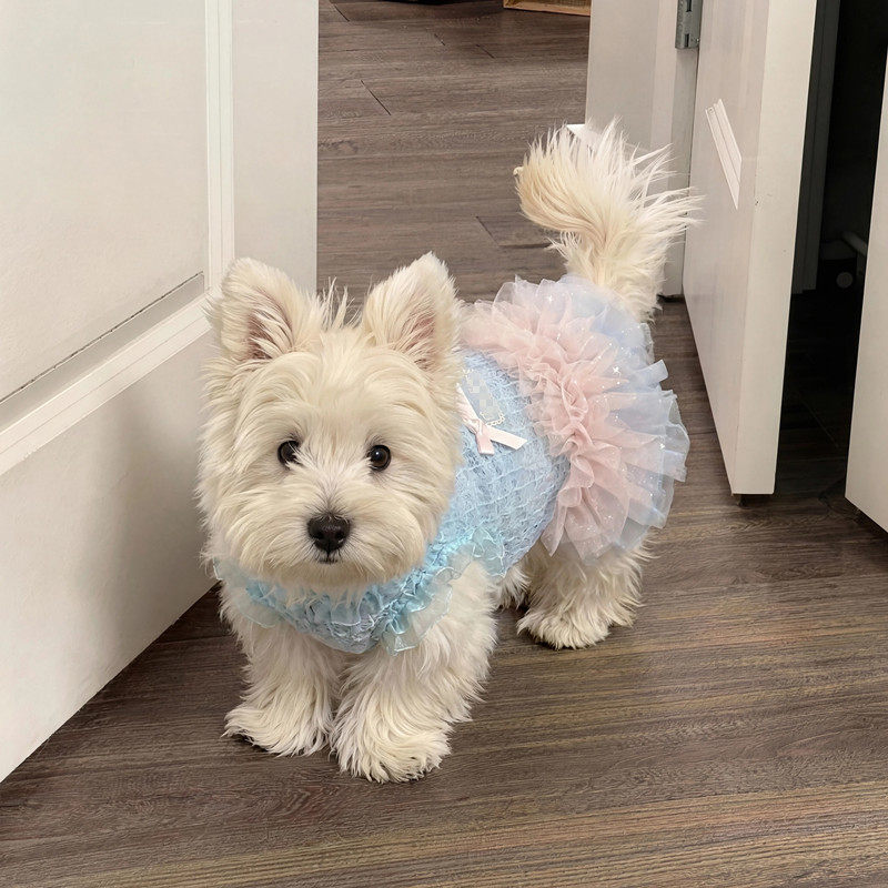 狗狗公主裙子小型犬小体夏季薄款猫咪衣服夏日连衣裙比熊泰迪贵宾