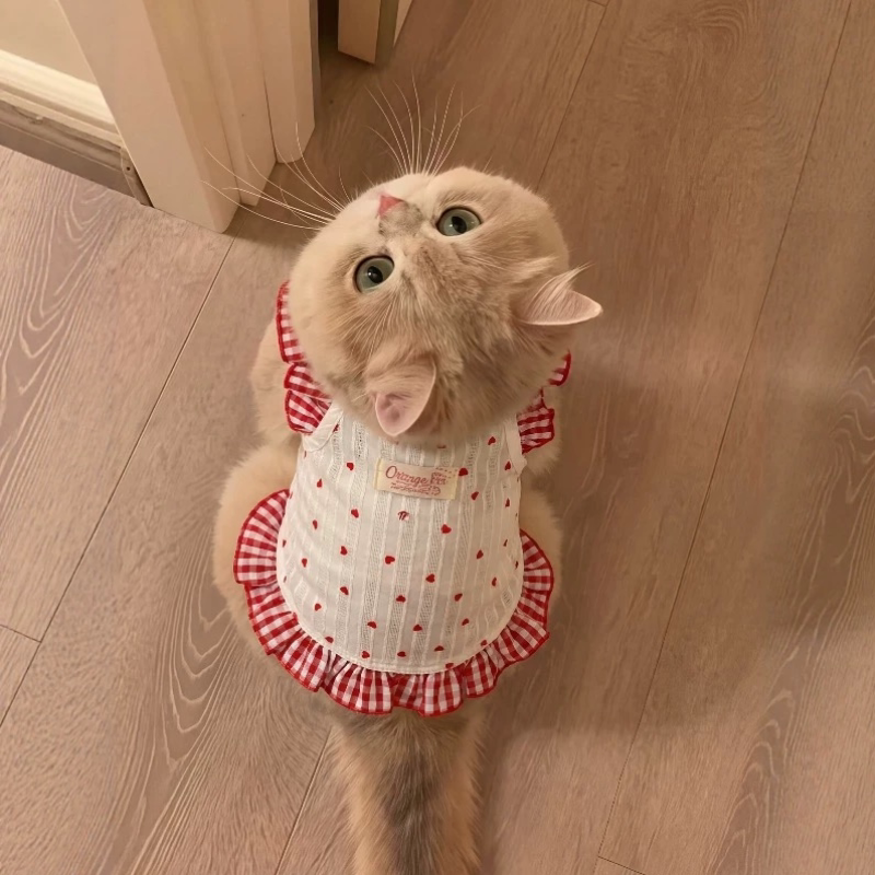 敲美的小裙子!清新可爱小型犬泰迪比熊猫咪博美碎花连衣裙春夏装