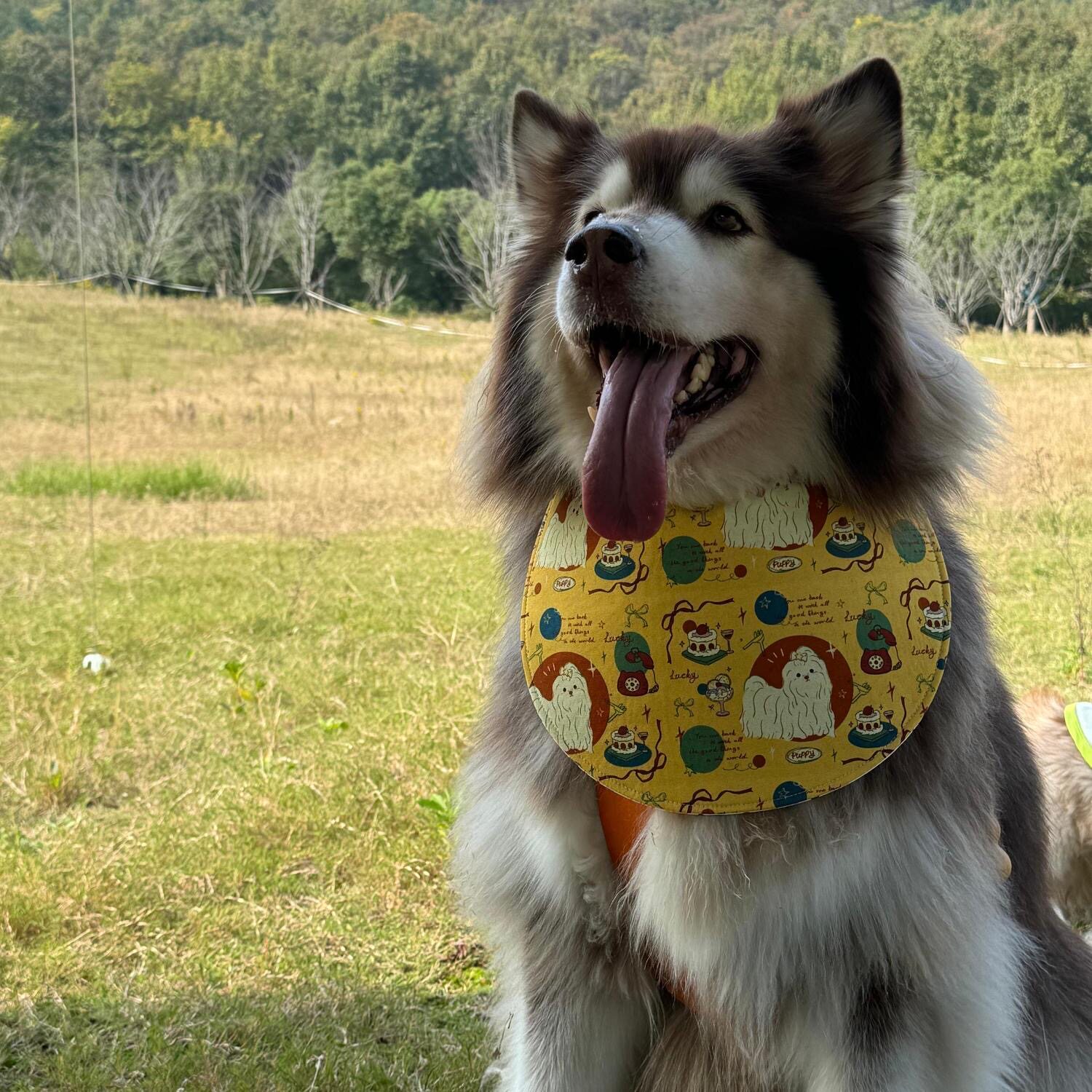 阿拉斯加萨摩金毛宠物狗狗口水巾可爱围脖吃饭防脏大型犬宠物围兜