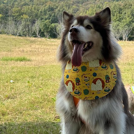 阿拉斯加萨摩金毛宠物狗狗口水巾可爱围脖吃饭防脏大型犬宠物围兜