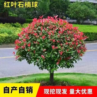 红叶石楠球树苗庭院耐寒耐旱室外苗篱笆墙工程园林绿化苗常青植物