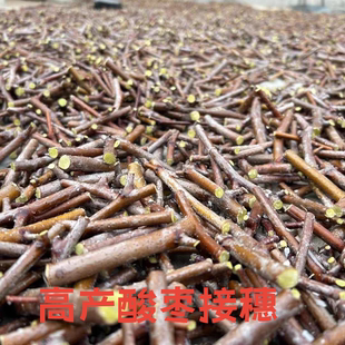 涿鹿高产酸枣接穗枣树嫁接枝条枣树接芽100个包邮