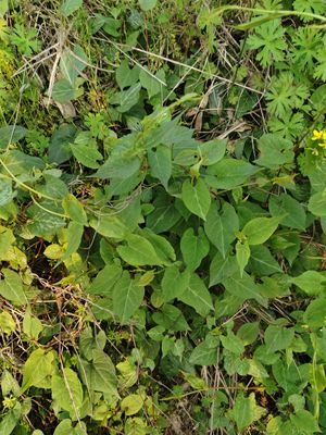 新鲜现采何首乌藤野外自然生夜交藤紫乌藤散结杀虫紫痒广西中草药