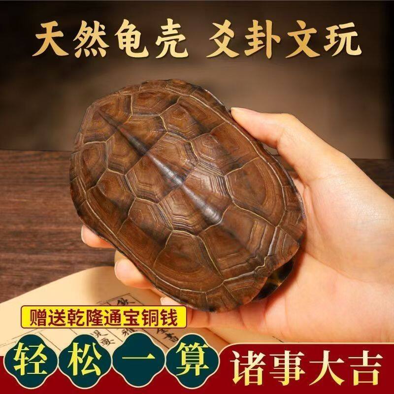 卦卜铜钱龟壳老式六爻工具天然真乌龟壳中华文玩手把件风水摇铜钱