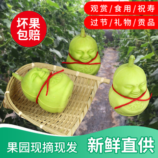 一级人参果新鲜水果人形娃娃福娃寿果贡品节日礼物甜瓜非云南十个