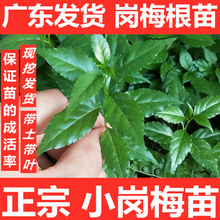 岗梅苗 根种苗 称星木树苗 种子培育 包邮直销 量大欢迎来电咨询