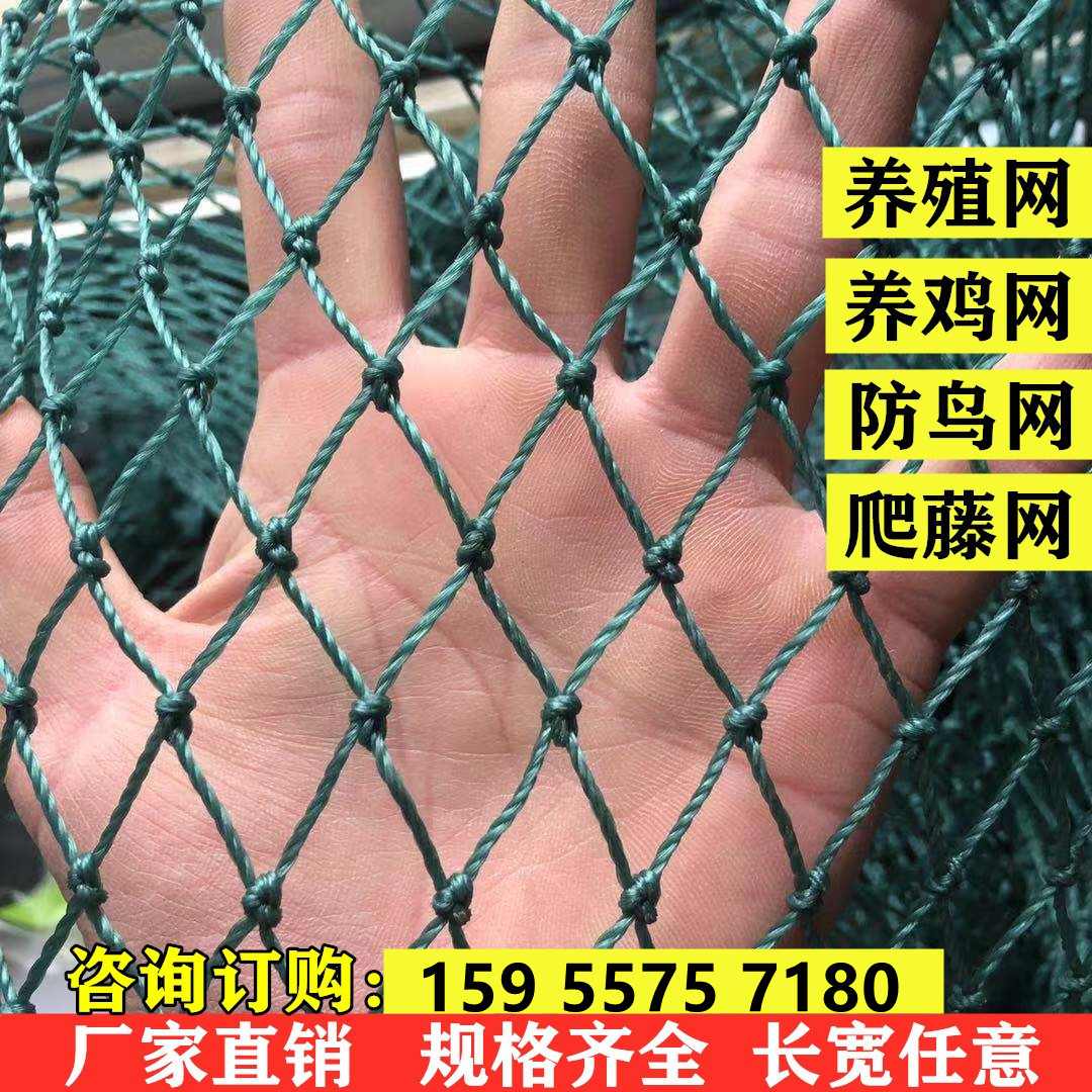 家禽养殖网养鸡网爬藤网山鸡围栏网果园防鸟网 球场网尼龙网