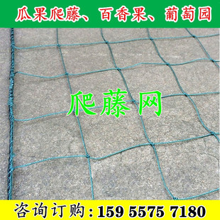 瓜果植物爬藤网百香果葡萄攀爬网养殖网菊花网种植网大棚网方格网