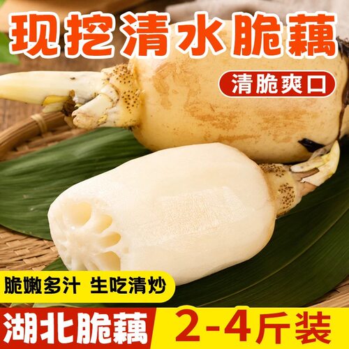 湖北荆州现挖清水脆藕脆嫩多汁