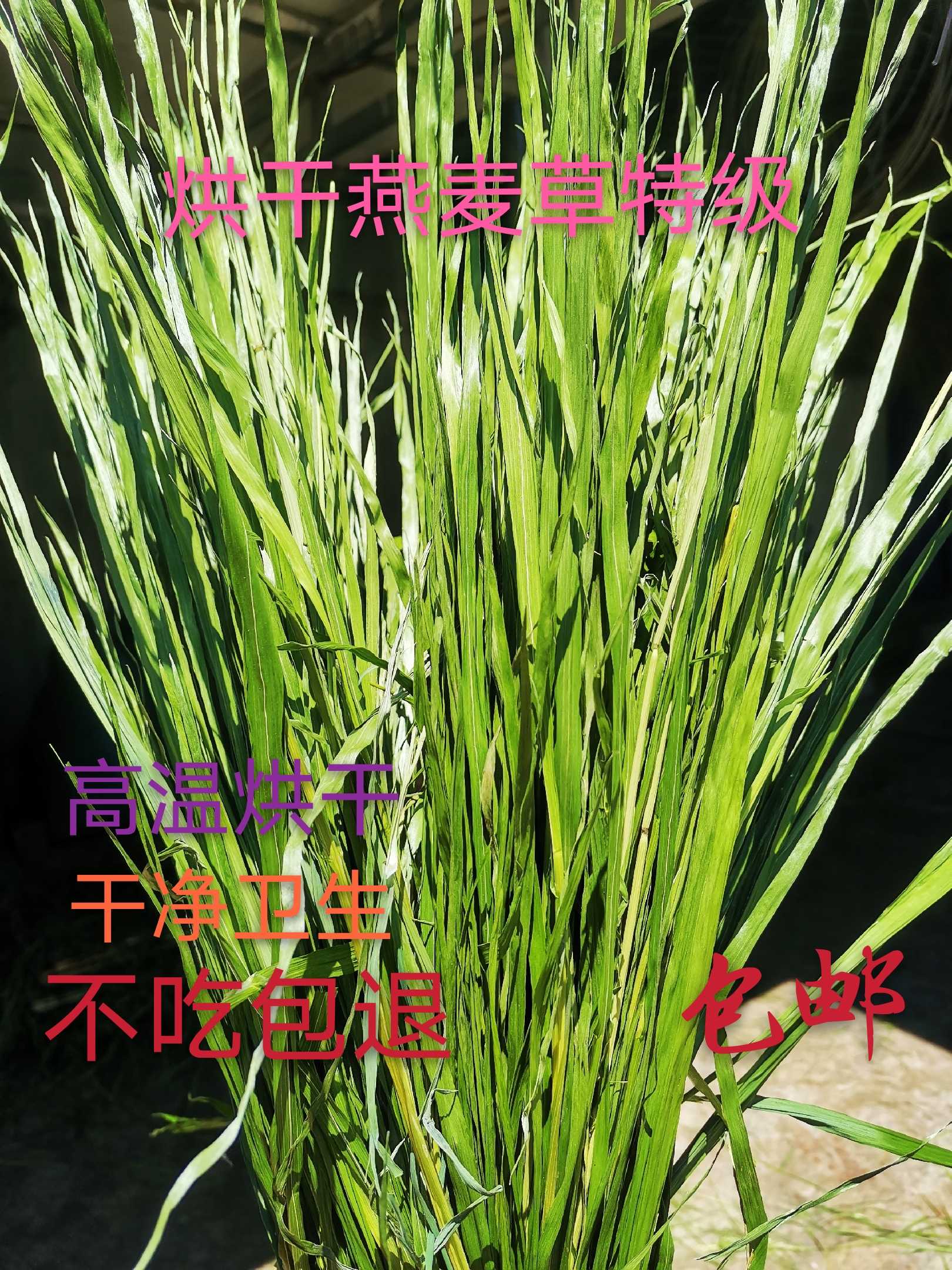 2023年烘干特级燕麦干草兔子龙猫豚鼠牧草饲草超嫩一包500g包邮