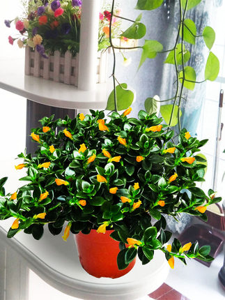 金鱼吊兰盆栽室内四季观花植物好养活办公室桌面绿植