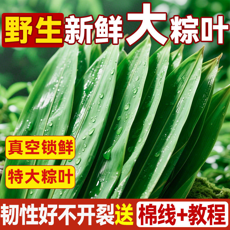 粽叶新鲜粽子大号精选特大新叶