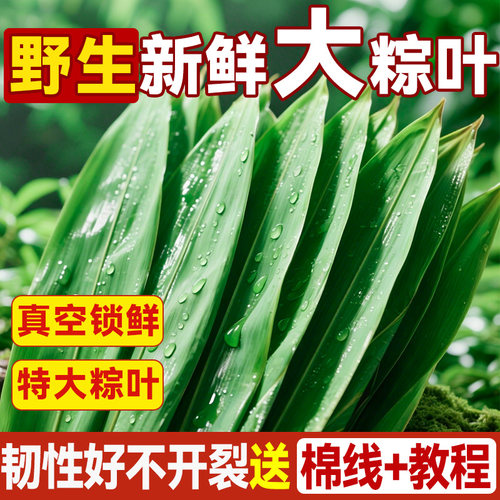 粽叶新鲜粽子大号精选特大新叶