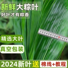 粽叶新鲜粽子叶大号精选商家用免邮包粽子的叶子端午鲜叶干叶特大