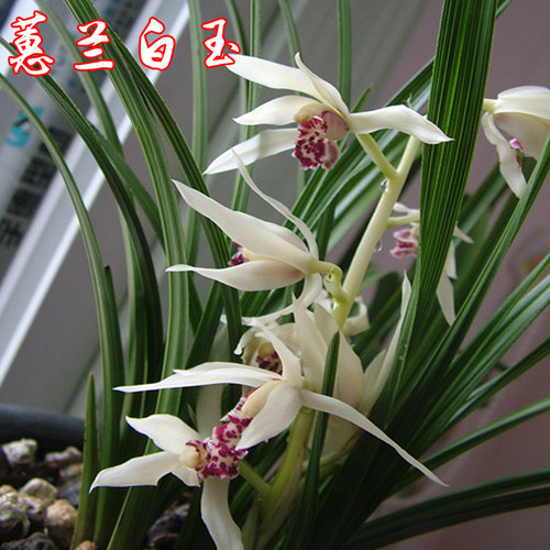 兰花春季楼顶包邮带花苞蕙兰