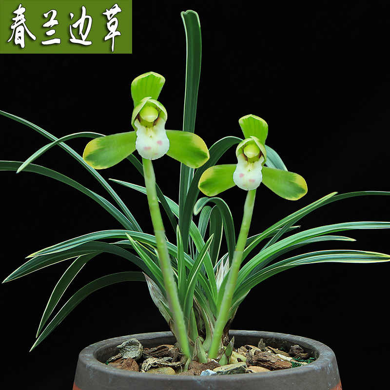 连体兰花苗 春兰蕙兰边草艺草 九头兰国兰植物花卉绿植盆栽