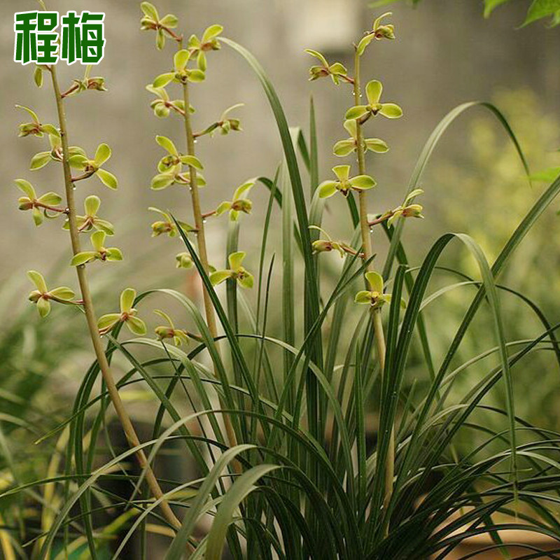 蕙兰名品兰花阳台观赏国兰