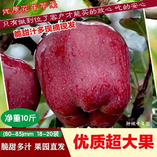 甘肃礼县高山老树花牛苹果超大果净重10斤装宝宝刮泥老人孕妇苹果