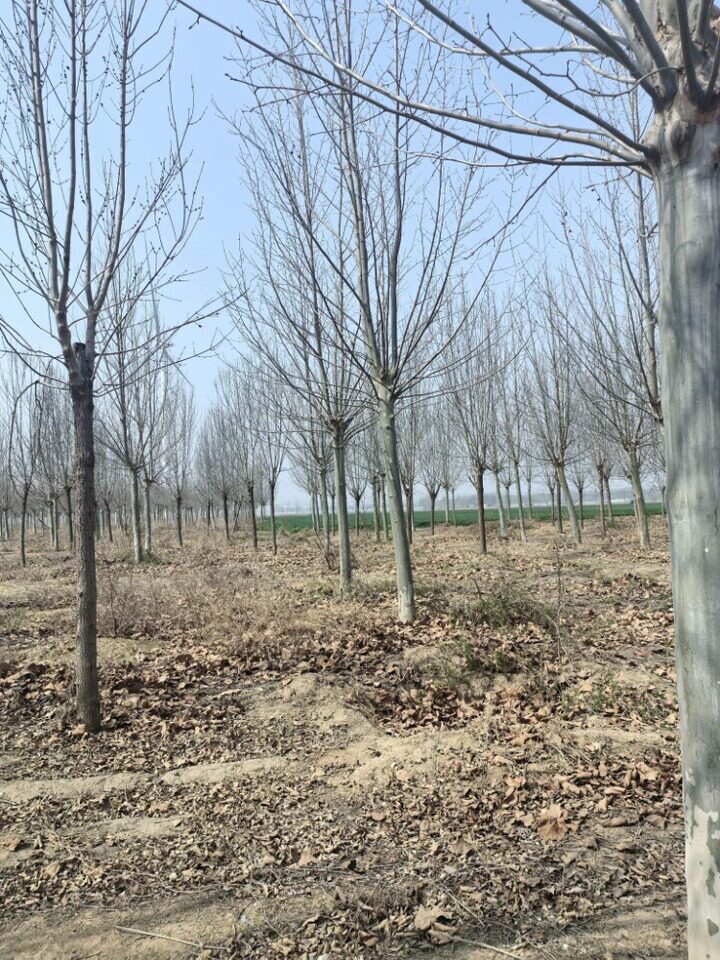 阳谷县阿城镇寇庄村[阳林权-2证字（2015）第09号]和位于阳谷县阿城镇温碾村[阳林权证字（2015）第10号]的林权