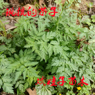 恩施大山现挖中药材川芎藁本地栽盆栽室内外南北方种植植物苗