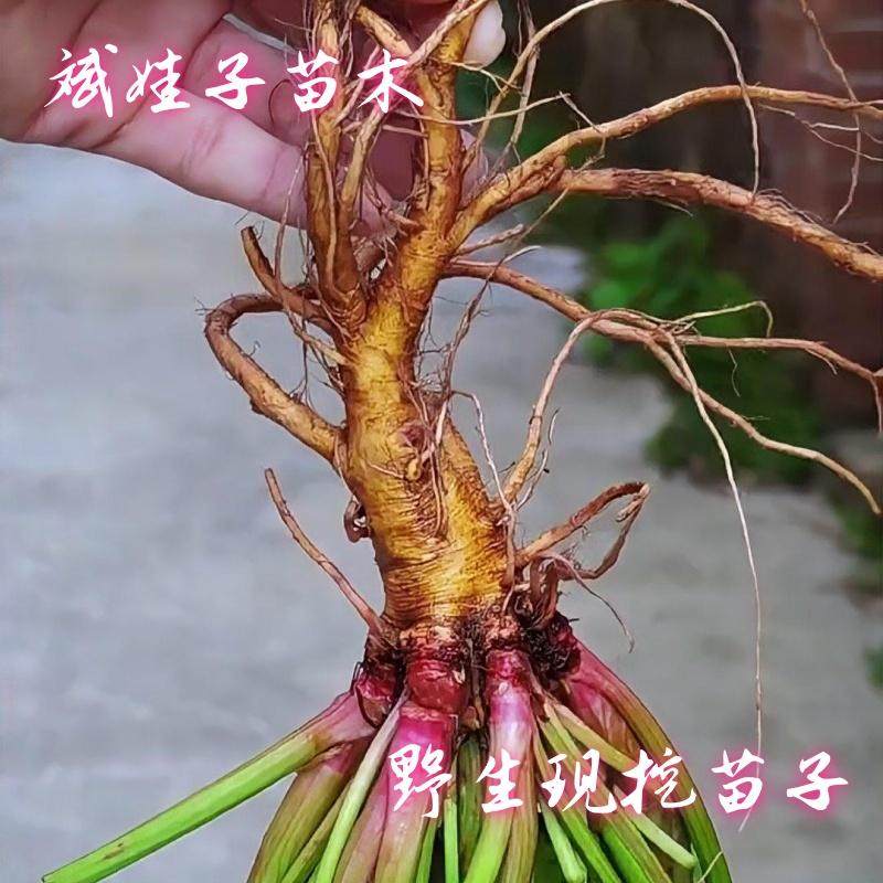 现挖中草药材苗带泥室内外盆栽牛耳大黄土大黄鲜大青现挖易活