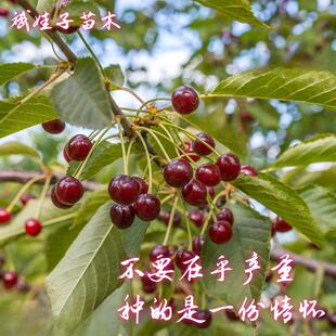 南北方庭院种植野生现挖野樱桃毛樱桃山樱桃儿时的回忆果树可食用