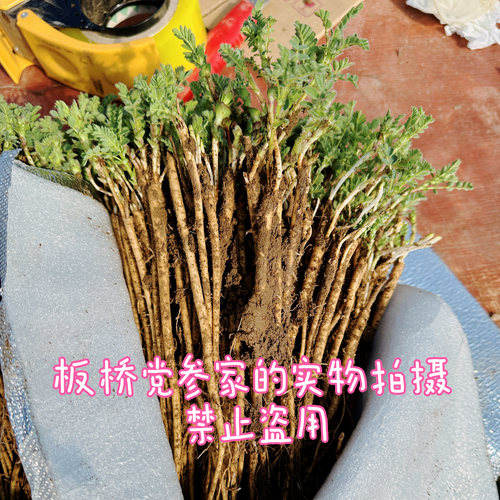 中药黄芪苗新鲜优质北芪带牙保活可盆栽地栽种植 黄芪根苗产量高