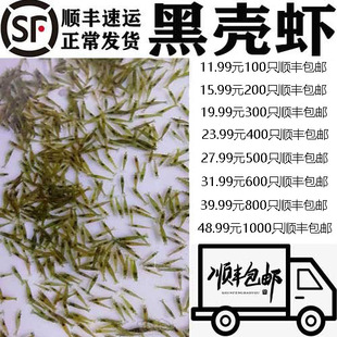 黑壳虾草缸清洁虾乌龟龙鱼饲料除藻虾观赏虾工具虾草虾活体虾米虾