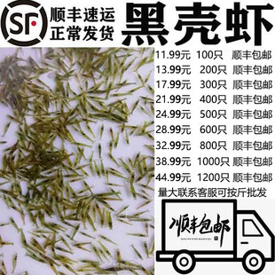 黑壳虾草缸清洁虾乌龟龙鱼饲料除藻虾观赏虾工具虾草虾活体虾米虾