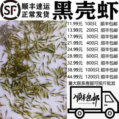 黑壳虾除藻虾观赏虾花腰顺丰包邮