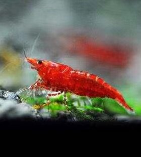 观赏虾除藻虾极火虾樱花虾黑壳虾