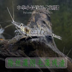 中华小长臂花腰虾秀丽白鱼缸观赏水晶虾除丝藻吃藻虾除藻虾清洁虾