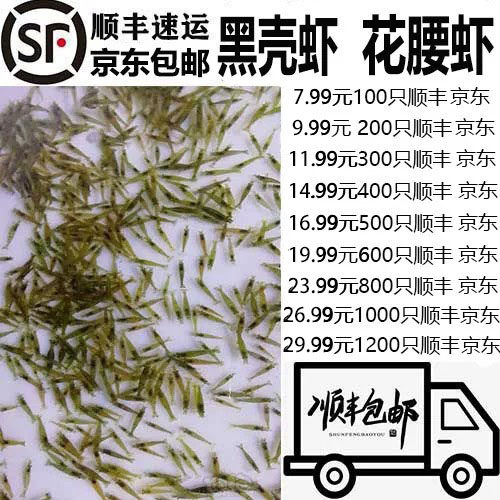 黑壳虾草缸清洁虾乌龟龙鱼饲料除藻虾观赏虾工具虾草虾活体虾米虾