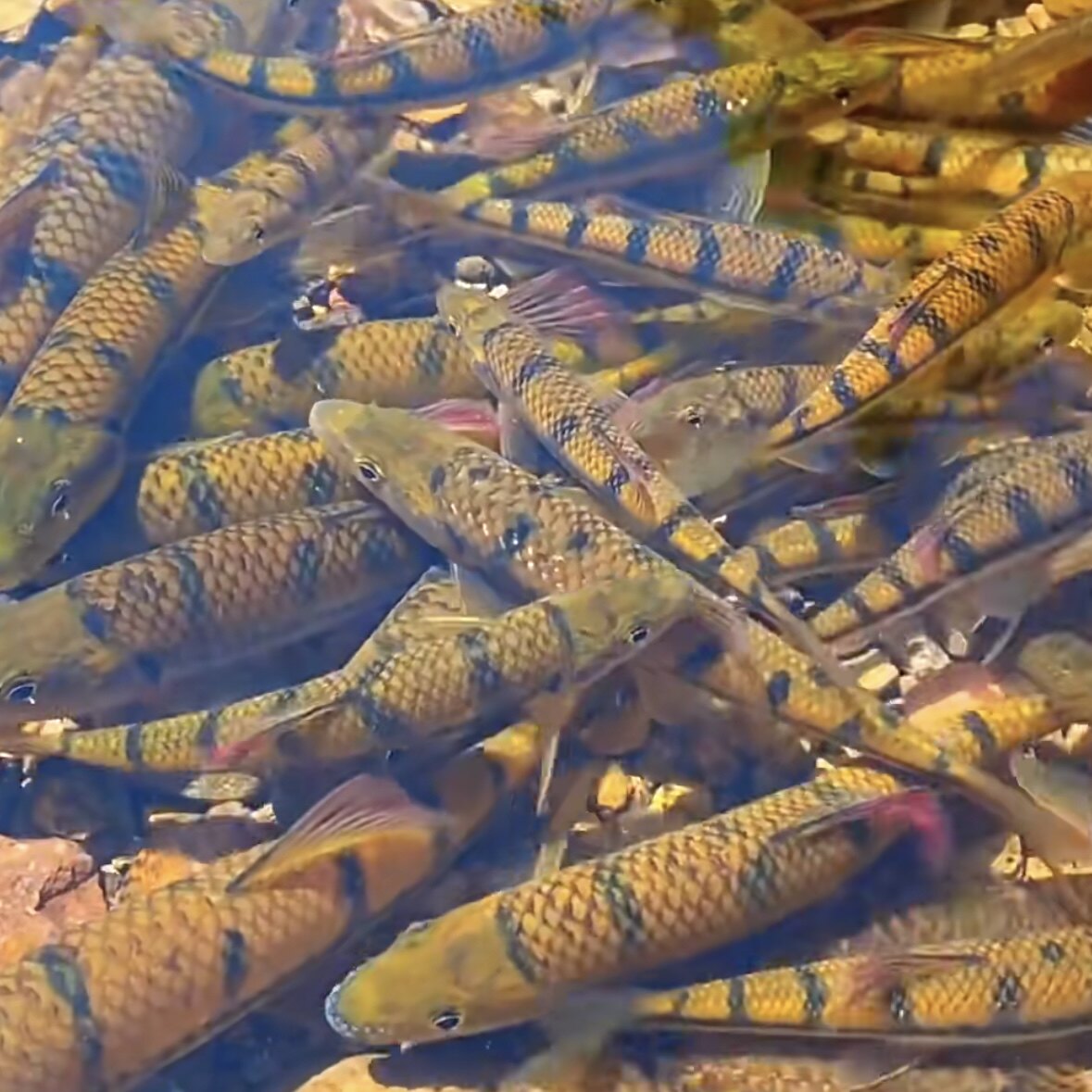 钱江源头开化正宗野生石斑鱼冷水溪流淡水鱼食用鱼活体到家味鲜鱼