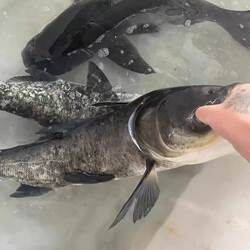 开化土鱼新鲜现杀淡水鱼清水鱼无泥腥味白烫鱼汤古法养殖新鲜鱼