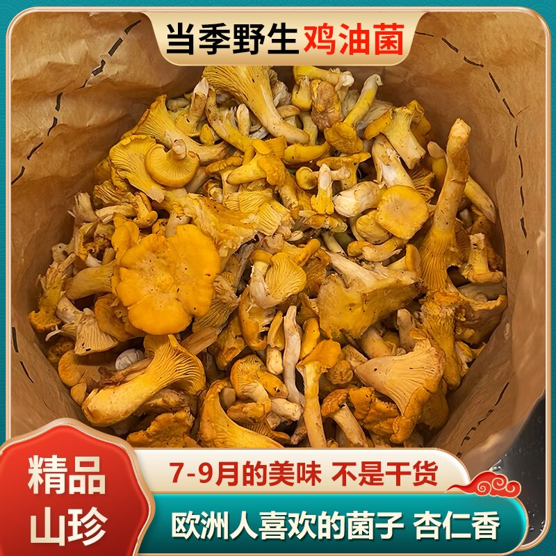2024云南新鲜现摘野生鸡油菌鸡油枞树黄丝菌杏黄香味鲜菌火锅蘑菇