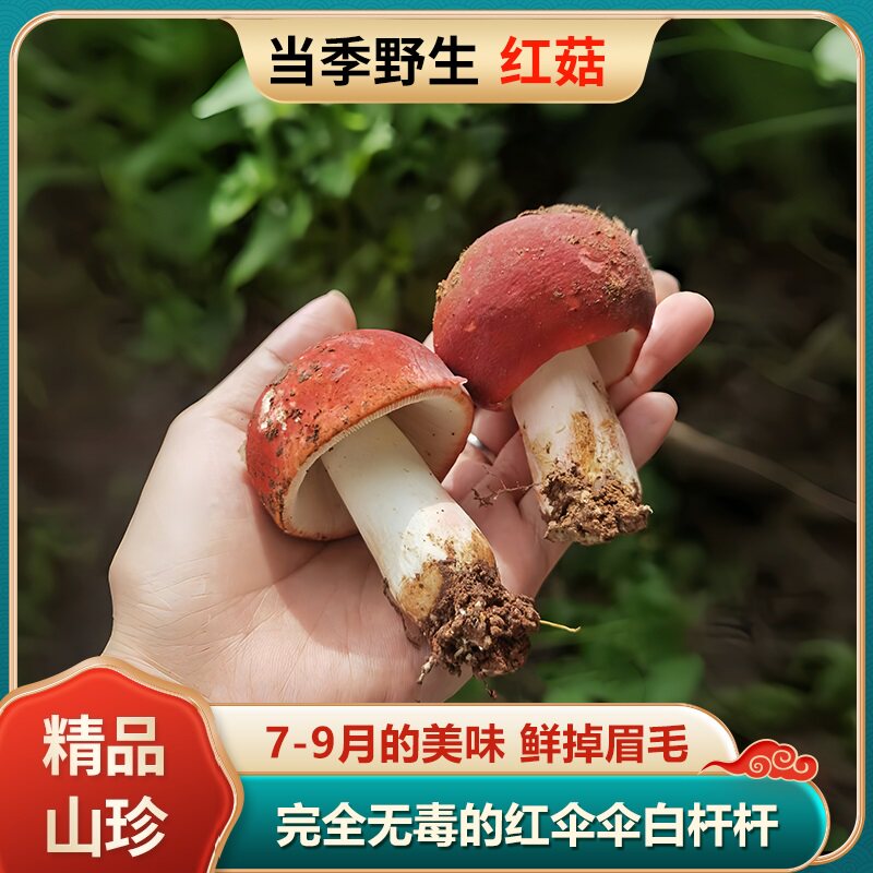 云南特产新鲜野生红菇不开伞红椎菌大红菌精选骨朵蘑菇菌顺丰包邮