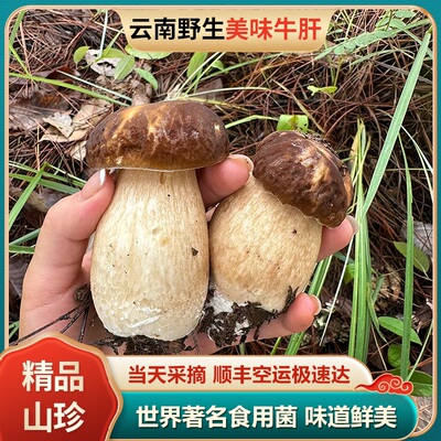 野生美味牛肝菌新鲜云南野生菌当季菇蘑类鲜货食用菌火锅煲汤食材