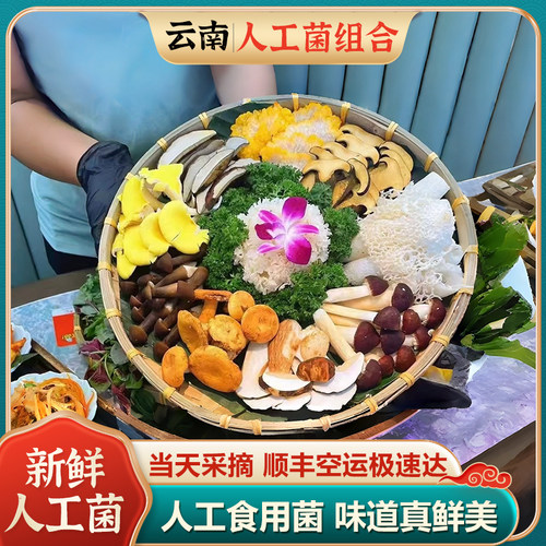 云南松茸猪肚汤包新鲜菌菇